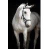Filet Micklem Deluxe Competition Horseware