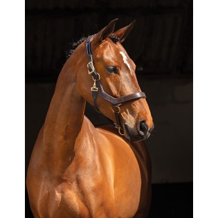 Licol Cuir Amigo Horseware - Cavaleurope