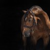 Licol Micklem Horseware