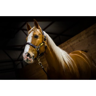 Licol Cuir Amigo Horseware - Cavaleurope