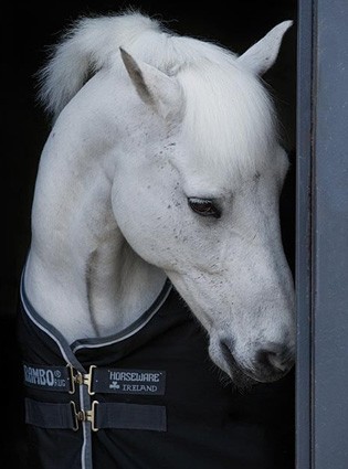 Vetement equitation pas cher deals