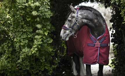 Chemise cheval